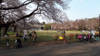 「安針」さんからの投稿写真＠小金井公園