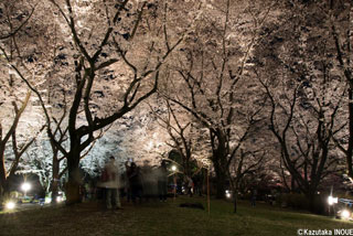 「kazu」さんからの投稿写真＠国営昭和記念公園