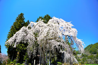 「s.n」さんからの投稿写真＠薬師堂の枝垂れ桜