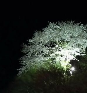 「夜桜ばあば」さんからの投稿写真＠八面山