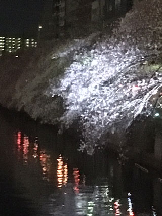 「ひとしの妻」さんからの投稿写真＠大岡川プロムナード