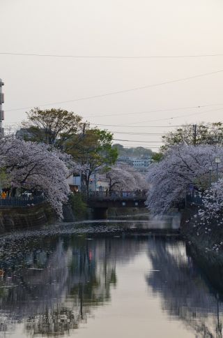 「氷の職人」さんからの投稿写真＠大岡川プロムナード