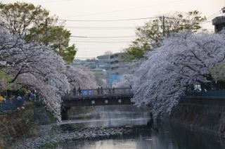 「氷の職人」さんからの投稿写真＠大岡川プロムナード