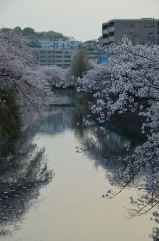 「氷の職人」さんからの投稿写真＠大岡川プロムナード