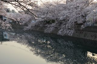 「氷の職人」さんからの投稿写真＠大岡川プロムナード