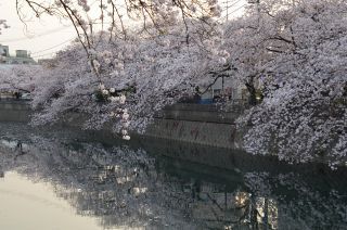 「氷の職人」さんからの投稿写真＠大岡川プロムナード