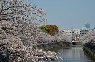 「氷の職人」さんからの投稿写真＠大岡川プロムナード