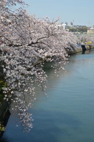 「氷の職人」さんからの投稿写真＠大岡川プロムナード