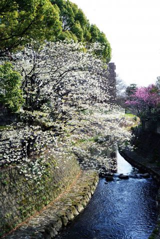 「写楽」さんからの投稿写真＠大岡川プロムナード