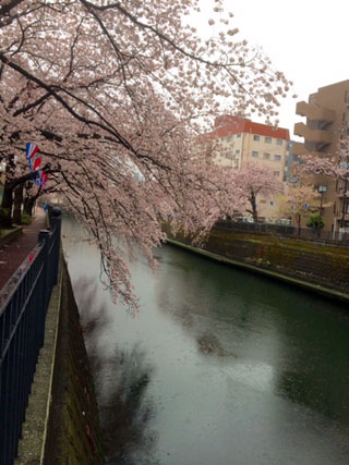 「氷の職人」さんからの投稿写真＠大岡川プロムナード