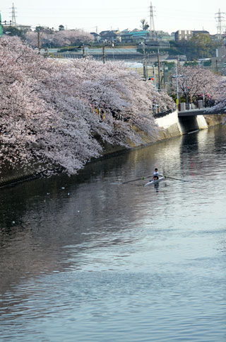 「氷の職人」さんからの投稿写真＠大岡川プロムナード