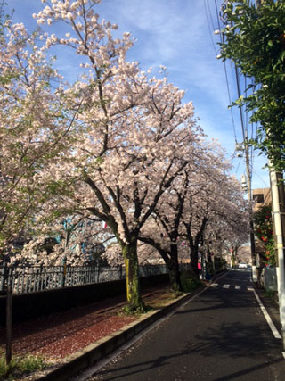 「氷の職人」さんからの投稿写真＠大岡川プロムナード