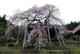 「写楽」さんからの投稿写真＠慈徳寺の種まき桜