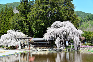 「s.n」さんからの投稿写真＠青屋神明神社のしだれ桜