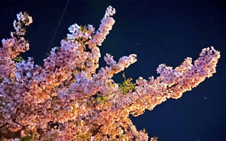 「dsms」さんからの投稿写真＠掛川城公園・逆川沿いの掛川桜