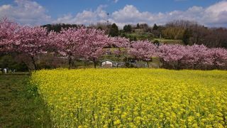 「いしちゃん」さんからの投稿写真＠春木径・幸せ道桜まつり