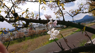 「ぴーなつ」さんからの投稿写真＠春木径・幸せ道桜まつり