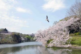 「写楽」さんからの投稿写真＠県立三ツ池公園