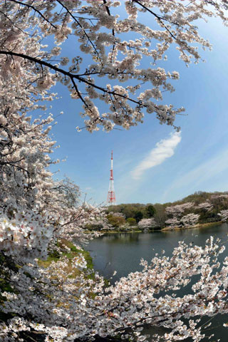 「写楽」さんからの投稿写真＠県立三ツ池公園