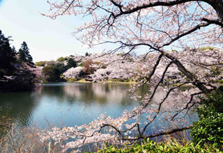 「写楽」さんからの投稿写真＠県立三ツ池公園