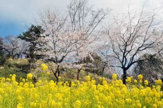 「写ガ～ル」さんからの投稿写真＠県立三ツ池公園