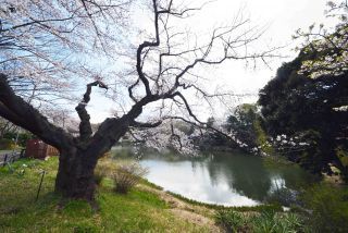 「一水」さんからの投稿写真＠県立三ツ池公園