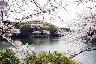 「写楽」さんからの投稿写真＠県立三ツ池公園