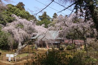 「まるまる」さんからの投稿写真＠福星寺のしだれ桜