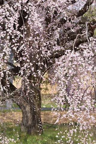 「トロちゃん」さんからの投稿写真＠豊田市井上町「一丁目しだれ桜」