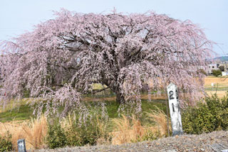 「トロちゃん」さんからの投稿写真＠豊田市井上町「一丁目しだれ桜」