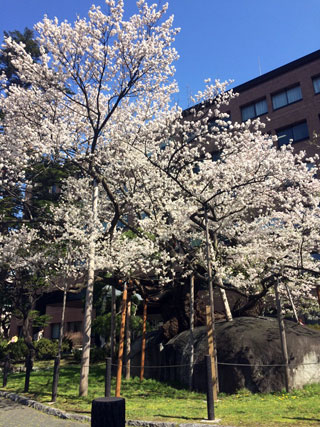「ゆってぃ」さんからの投稿写真＠石割桜