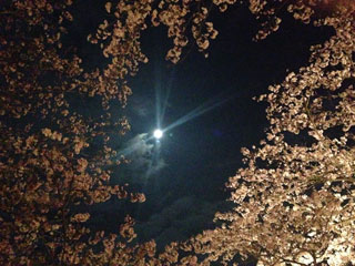 「月子」さんからの投稿写真＠太田川桜堤