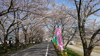 「ともっち」さんからの投稿写真＠家山の桜トンネル