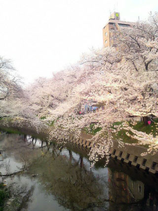 「龍美」さんからの投稿写真＠五条川の桜並木