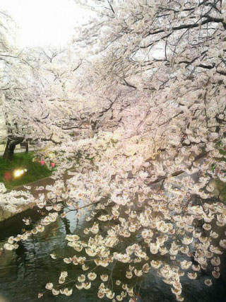 「龍美」さんからの投稿写真＠五条川の桜並木