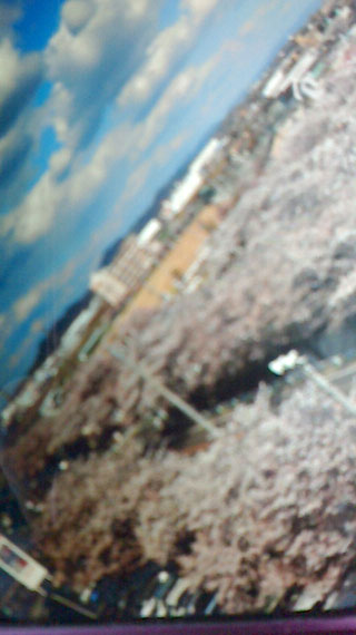 「ゆかり」さんからの投稿写真＠五条川の桜並木