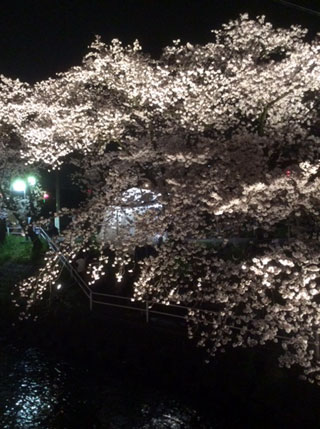 「お好み焼き」さんからの投稿写真＠五条川の桜並木