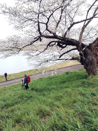 「陸チ」さんからの投稿写真＠白石川堤一目千本桜