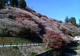 「くろちゃん」さんからの投稿写真＠小原の四季桜