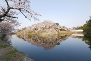 「桜 X 水鏡」さんからの投稿写真＠彦根城