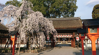 「才蔵」さんからの投稿写真＠平野神社