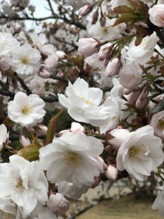 「れい」さんからの投稿写真＠仁和寺の御室桜