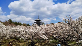 「さっちゃん」さんからの投稿写真＠仁和寺の御室桜