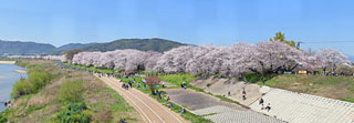 「来るくる神戸」さんからの投稿写真＠淀川河川公園背割堤地区