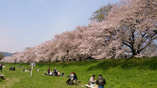 「SM」さんからの投稿写真＠淀川河川公園背割堤地区