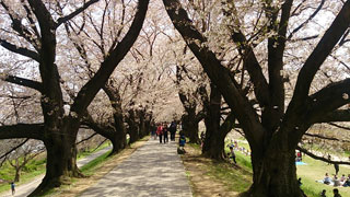 「SM」さんからの投稿写真＠淀川河川公園背割堤地区