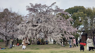 「A子さん」さんからの投稿写真＠大阪城公園