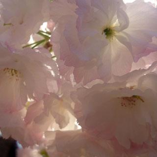 「ゆきんこ」さんからの投稿写真＠造幣局 桜の通り抜け