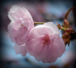 「花大好きな英爺」さんからの投稿写真＠造幣局 桜の通り抜け