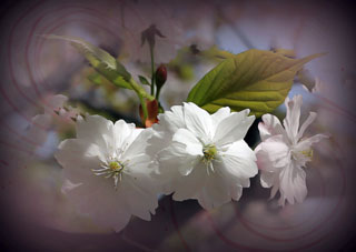 「花大好きな英爺」さんからの投稿写真＠造幣局 桜の通り抜け